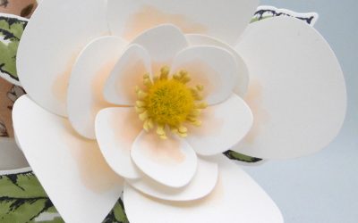Vidéo – Fleurs de magnolia